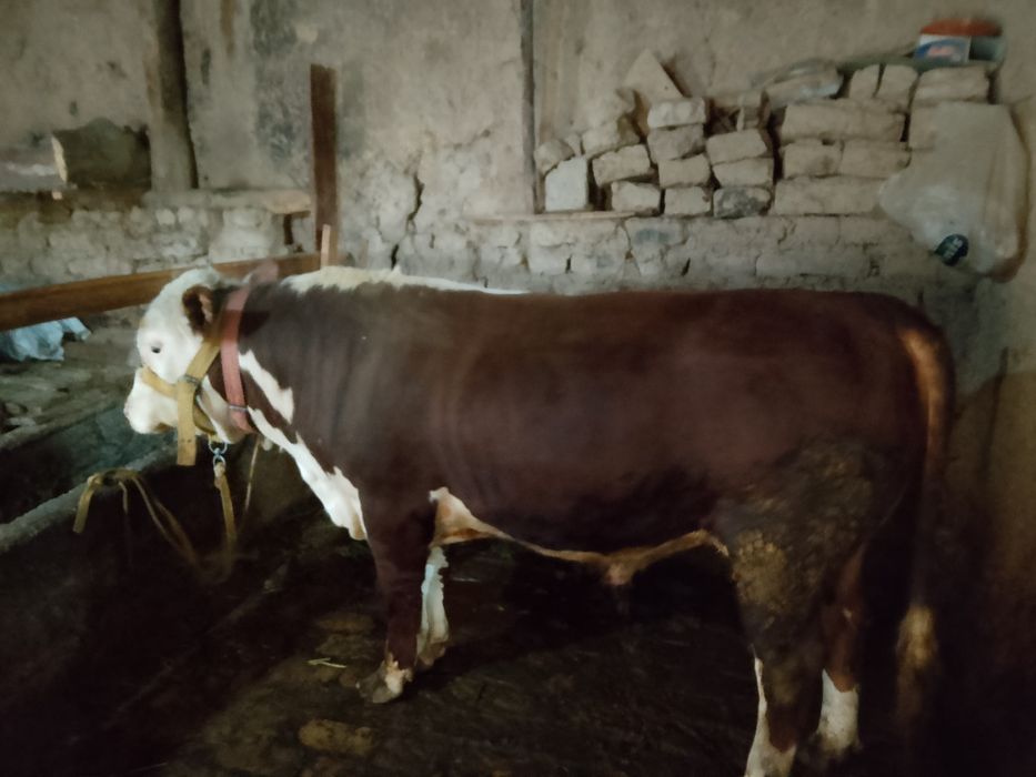 Simmental buqa sotiladi
