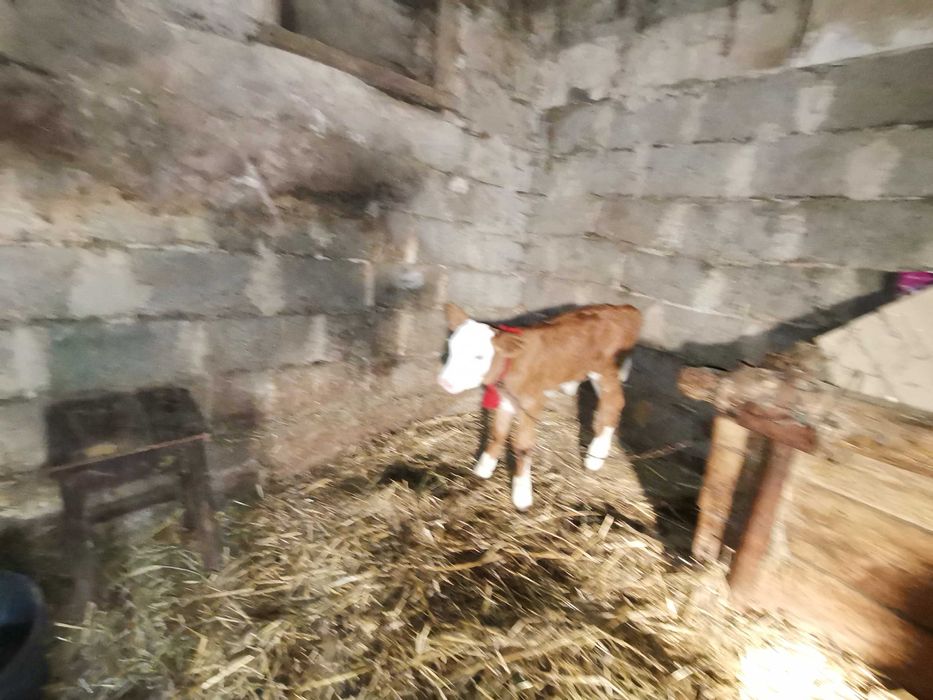 Vacă cu vițele de vânzare