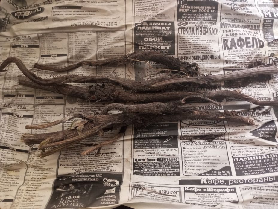 Корень лопуха сушеный