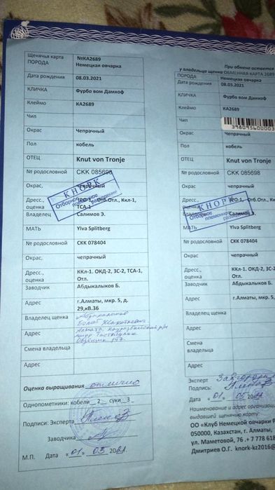 Вязка кобель немецкой овчарки