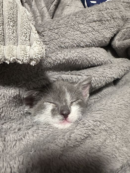 Малко сиво котенце