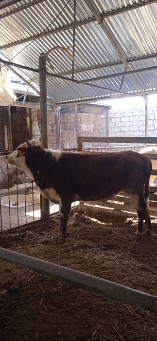 Buqqa sotiladi adres chorbakr