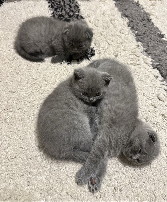 Британски късокосмести клепоухи