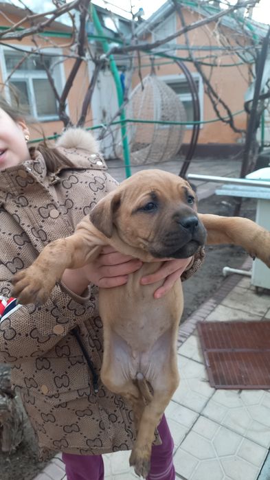 Щенки питбуль 1 месяц