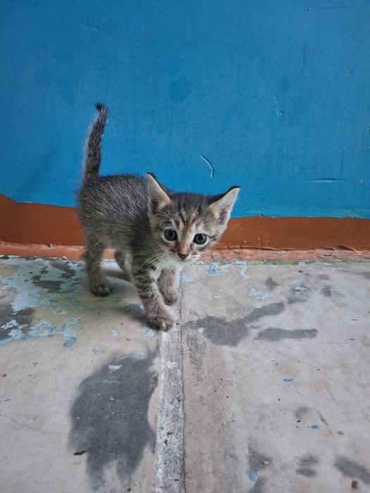 Отдам котёнков даром