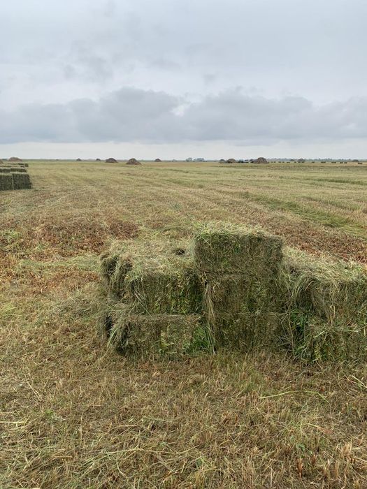 Продам Сено в тюках