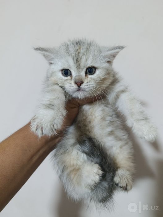 Отдам бесплатно породистого котёнка