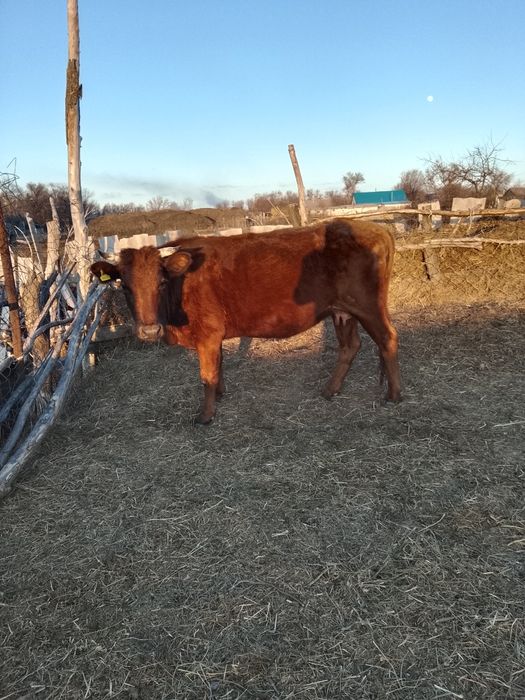 Сауыт сүтті сиыр сатылады