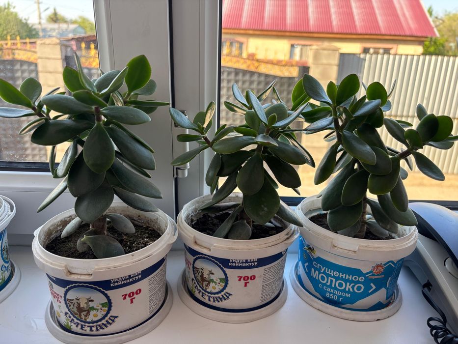 Цветы очень красивые комнатные