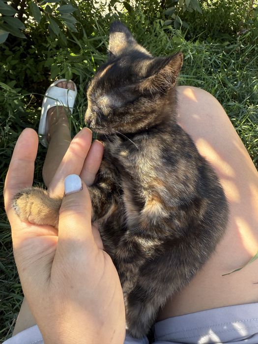 Отдам бесплатно  котят