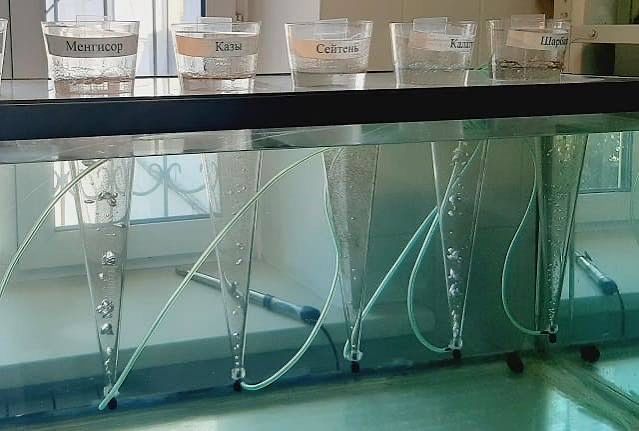 Artemiya cistasıga dastlabki qayta ishlash va saqlash (+Laboratoriya)