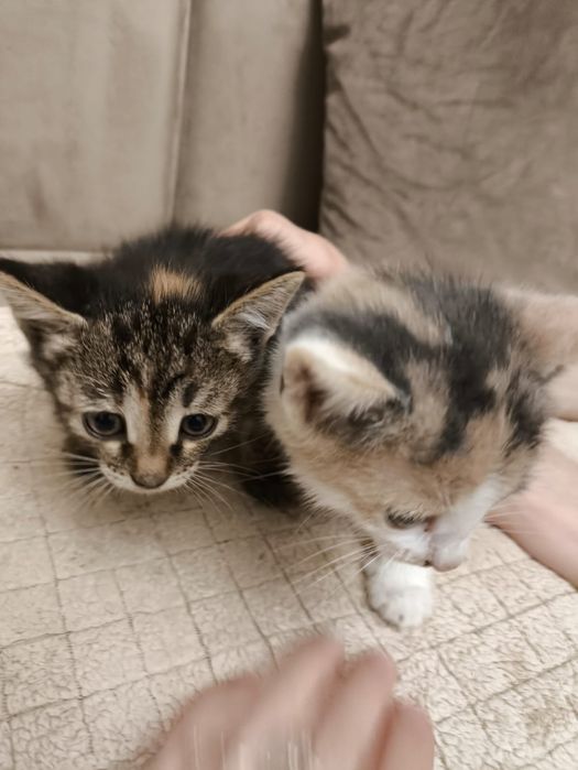 Кошечки бесплатно