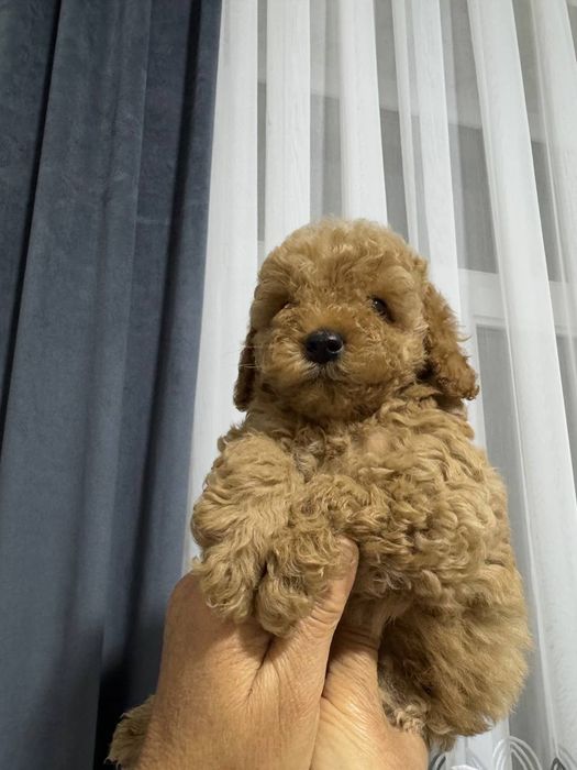 Продаётся  мини пуделья мальчики