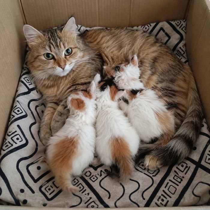 Отдам котяток в добрые руки