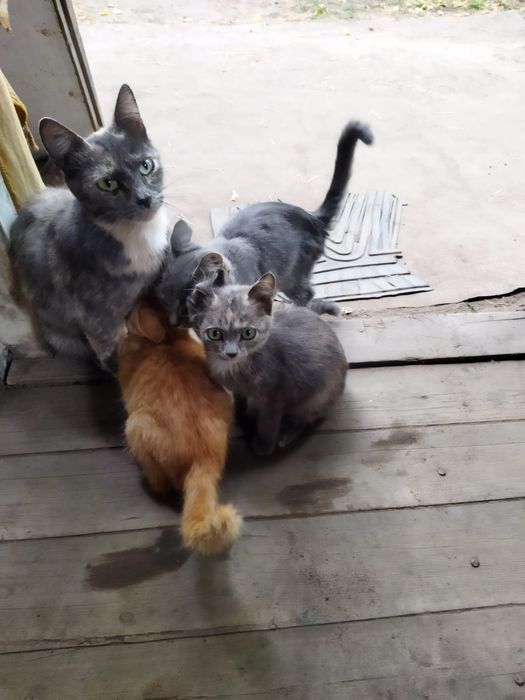 Отдадим котят в хорошие руки
