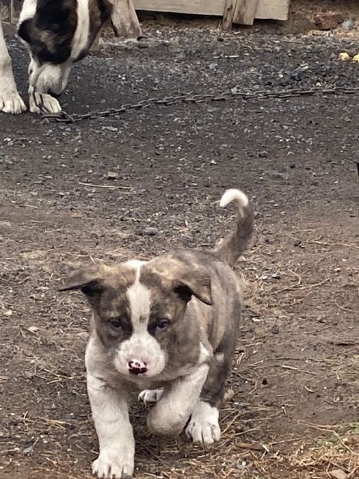 Щенки алабай, 2,5 месяца