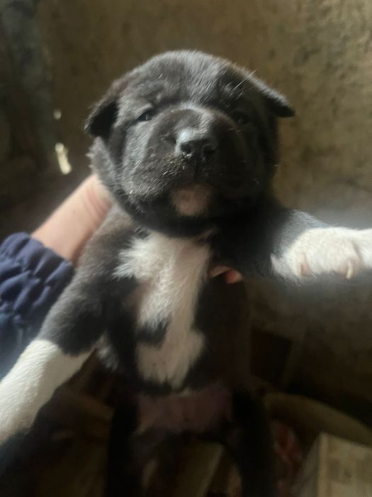 Отдам щенков в добрые руки( все девочки)