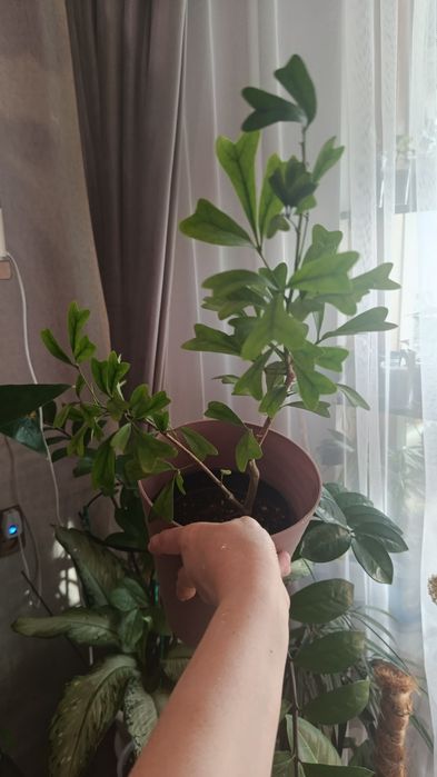 Продам комнатные цветы