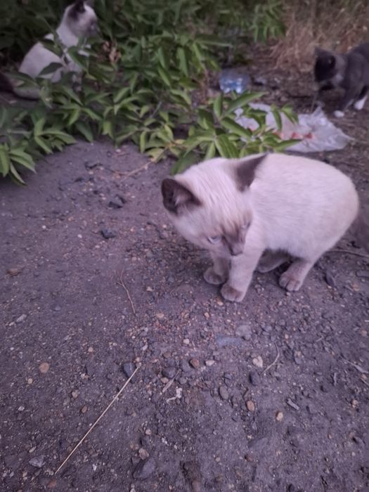 Отдам  красивых котят