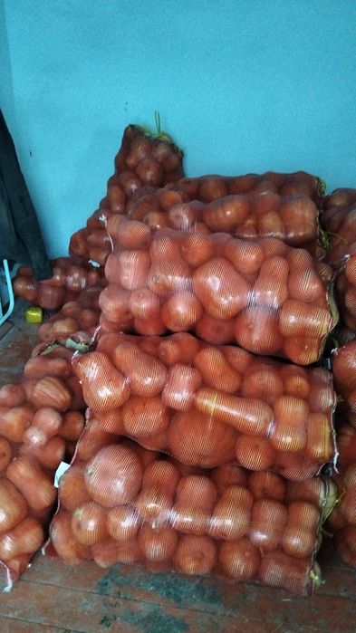 Асқабақ сатылады Ф1 сорт