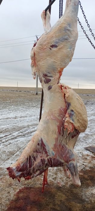 Семіз жылқы жирный конина