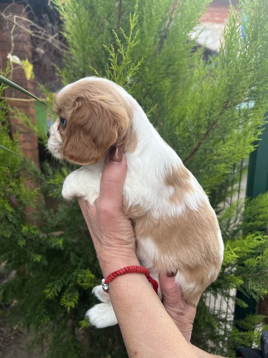 Кавалер Кинг Чарлз