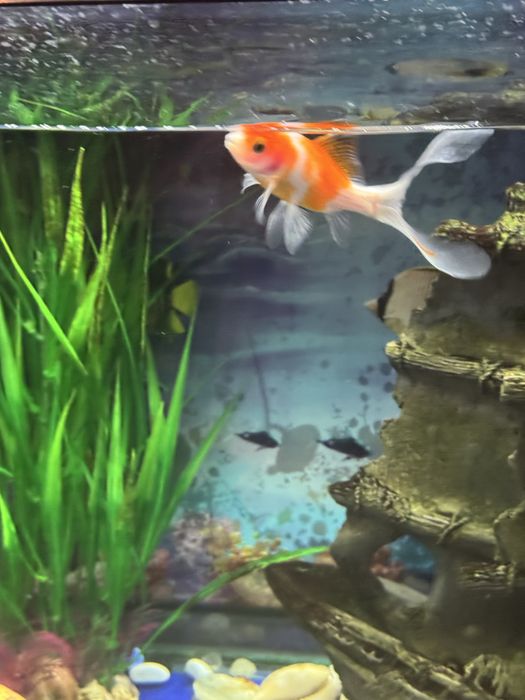 Аквариум 160 литр