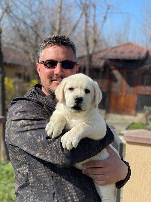 Pui Labrador Retriever cu pedigree
