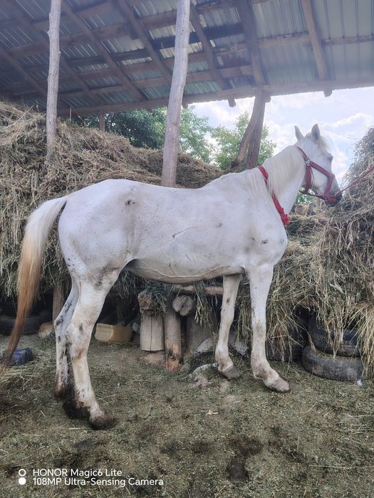 De vânzare iapă care trebuie sa fete