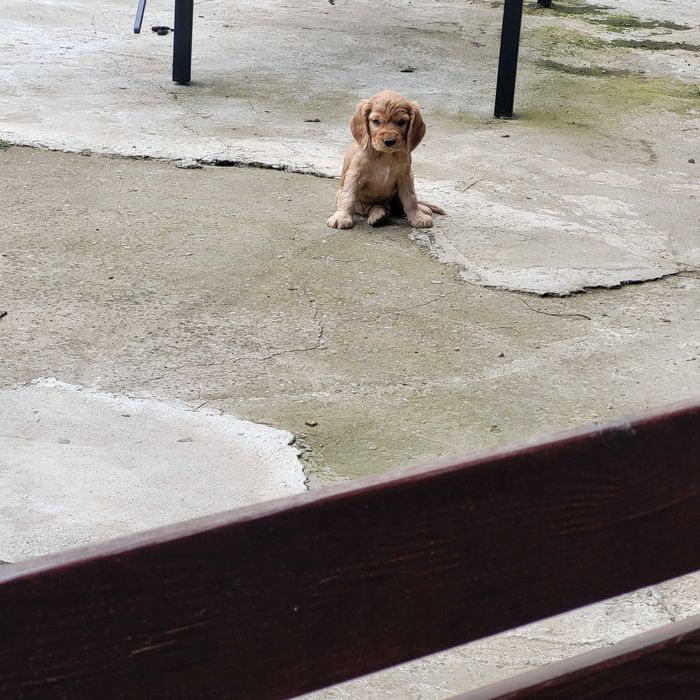 Кокер    Шпаньол