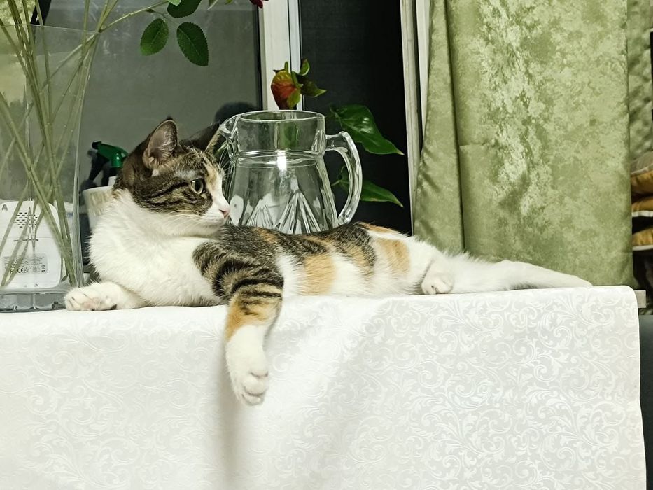 Кошка в добрые руки