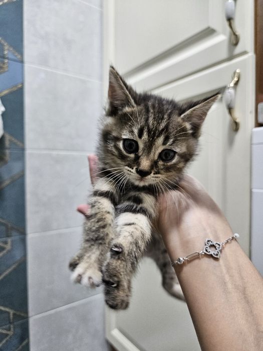 Котята, мальчики. Марғаулар