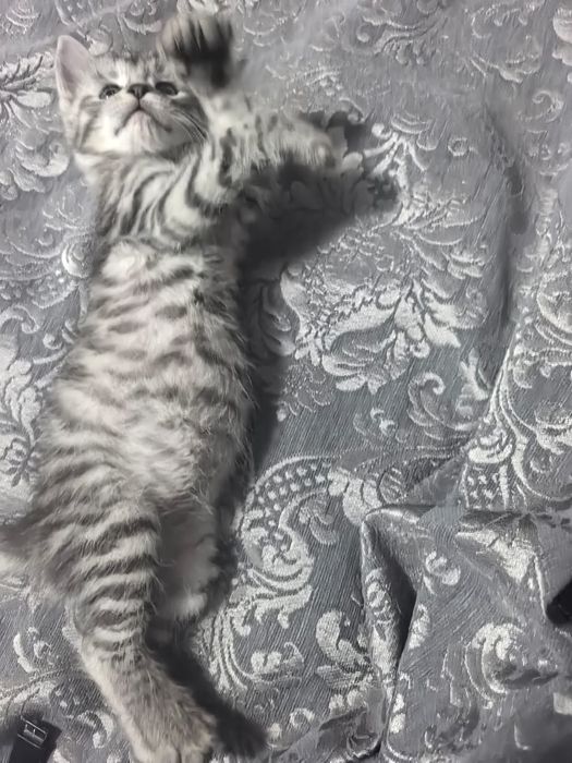 Отдам котят  в добрые руки