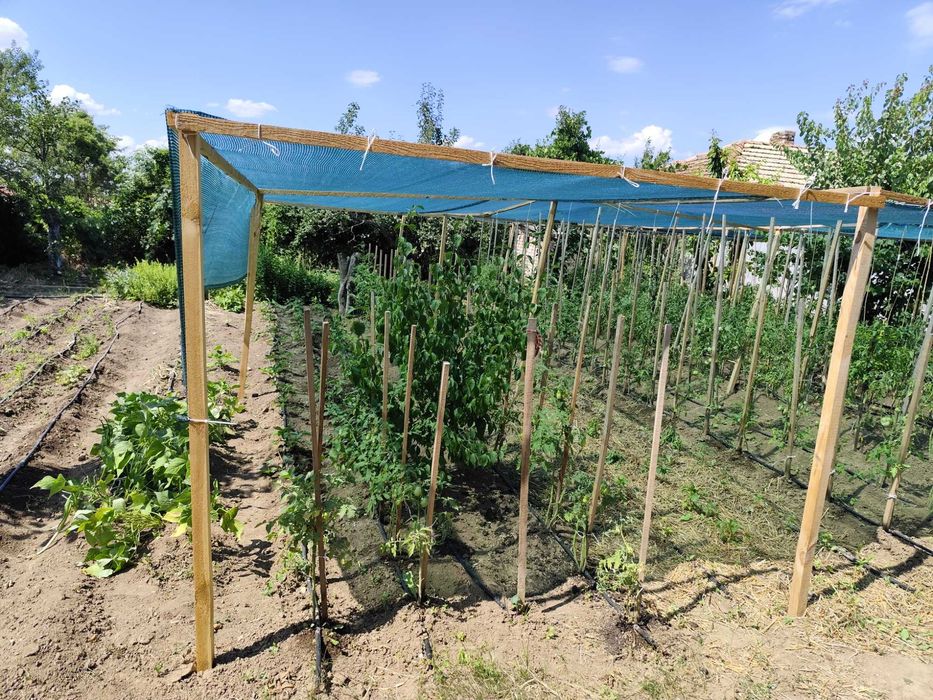 Семена от домашно отглеждани домати