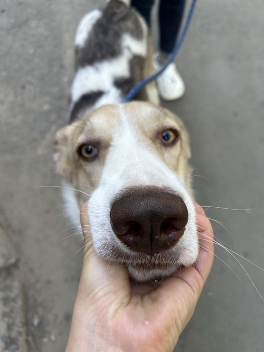 Собака в добрые руки