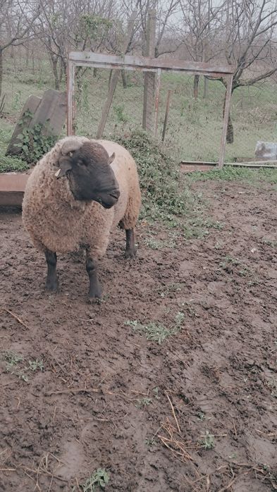 Vând berbec suffolk