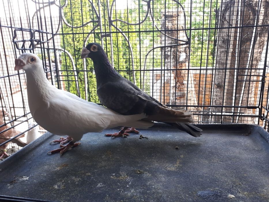 De vânzare porumbei voiajori stil vechi