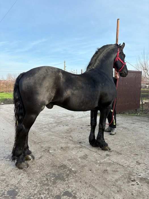 Vând Armăsar Frizian