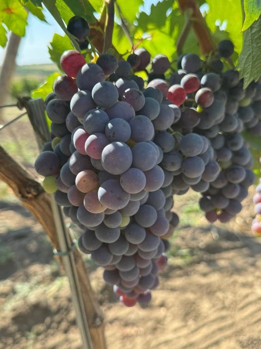 Struguri de vin diferite soiuri la comandă alb si negru
