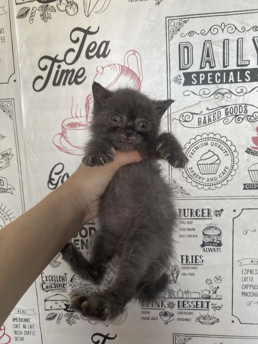 Шотландец скотиш страйт мальчик торга нет