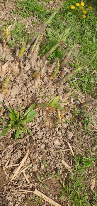 Rizomi de trestie uriașă Arundo donax