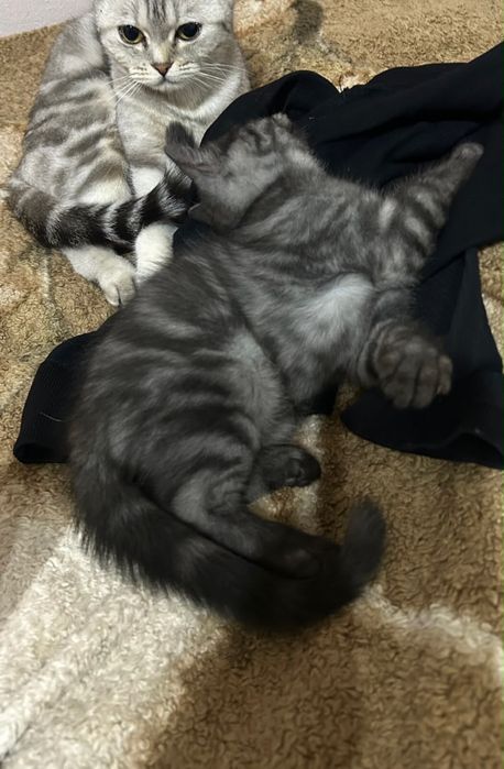 Продам котёнка срочно