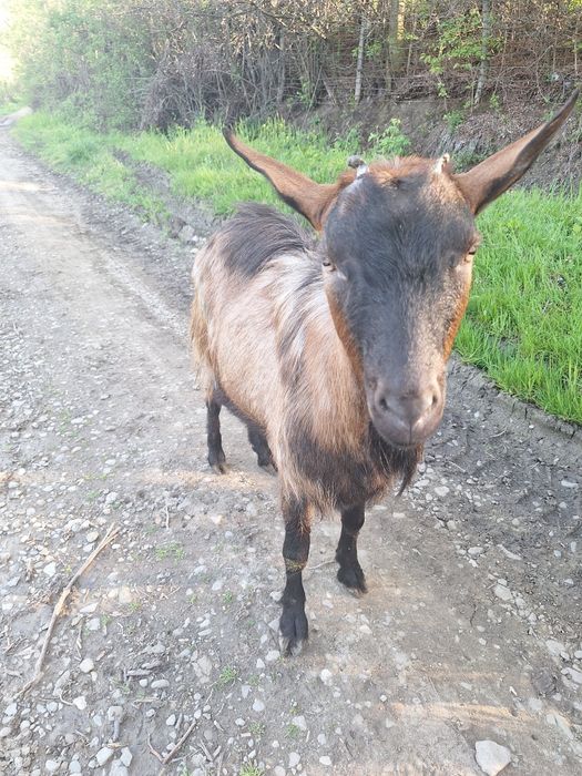 Țap Alpin Francez