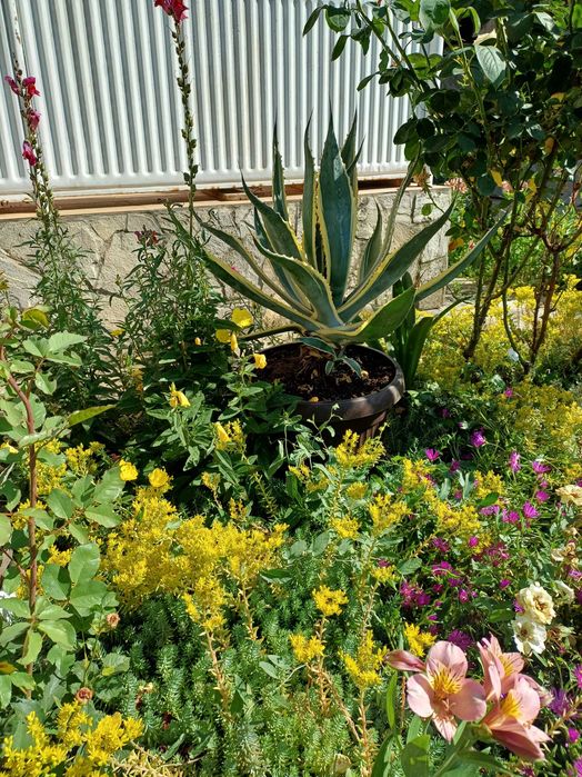 Агаве в идеално състояние