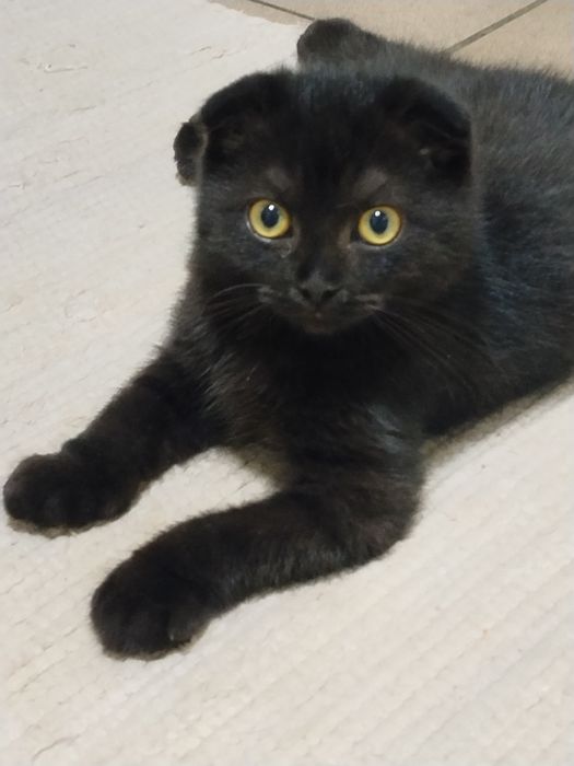 Motanel Scottish fold short hair chocolat