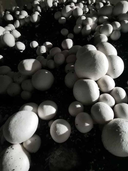 Ciuperci Champignon Albe Direct De La Producator