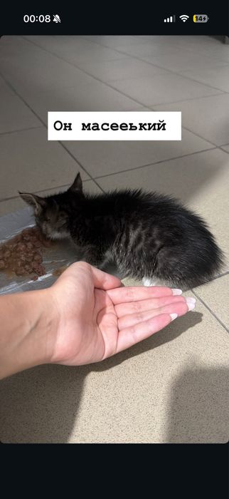 Отдам даром котенка