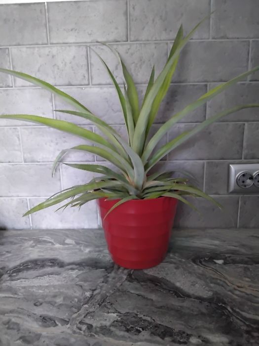Продам  ананас,глоксинию,фиалки