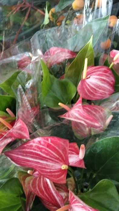 Продам сортовые  антуриум (мужское счастье)