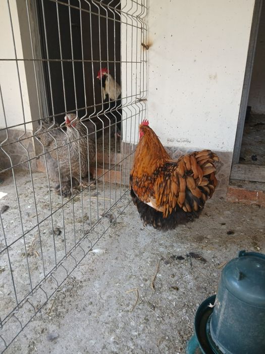 Vănd cocoș orpington